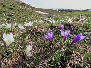 21 Crocua vernus (Zafferano maggiore) bianchi e violetti 